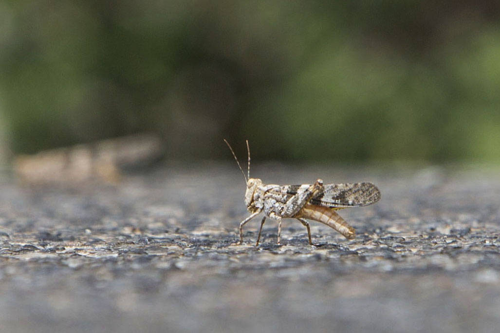 A Grasshopper crawls on the ground on Thursday, July 25, 2019 in Las Vegas. There has been a hi ...