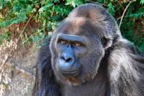 This undated photo provided by the Little Rock Zoo shows Trudy at the zoo, in Little Rock, Ark. ...