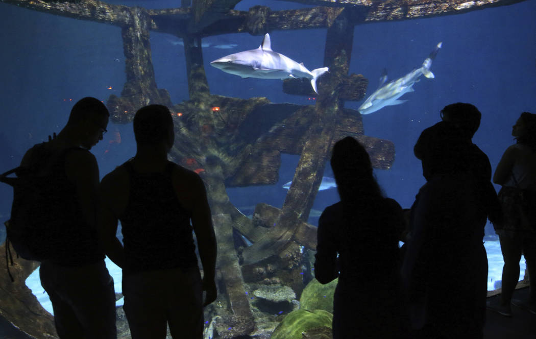 Visitors check out the aquarium at Shark Reef at Mandalay Bay in Las Vegas Monday, July 22, 201 ...