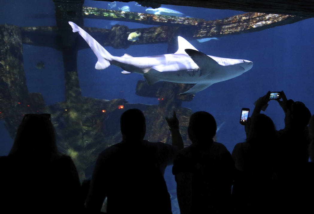 Visitors check out the aquarium at Shark Reef at Mandalay Bay in Las Vegas Monday, July 22, 201 ...