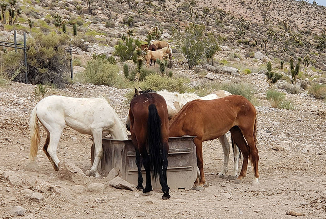 Wild horses gather around a trough at a dried-up spring in the Red Rock Herd Management Area. T ...