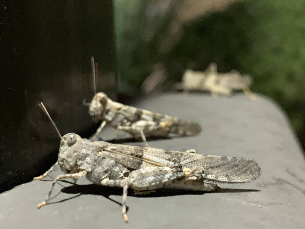 Grasshoppers are seen near North Hualapai Way and 215 Beltway in Northwest Las Vegas on Thursda ...