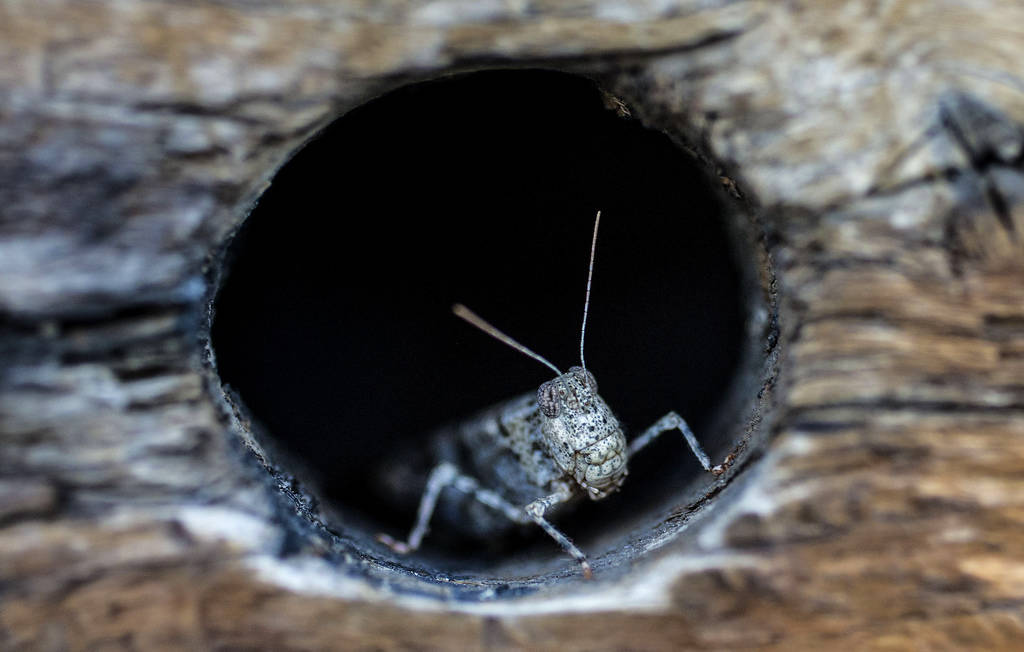 In this Thursday, July 25, 2019 photo, a grasshopper rests on a wall outside California Pizza K ...