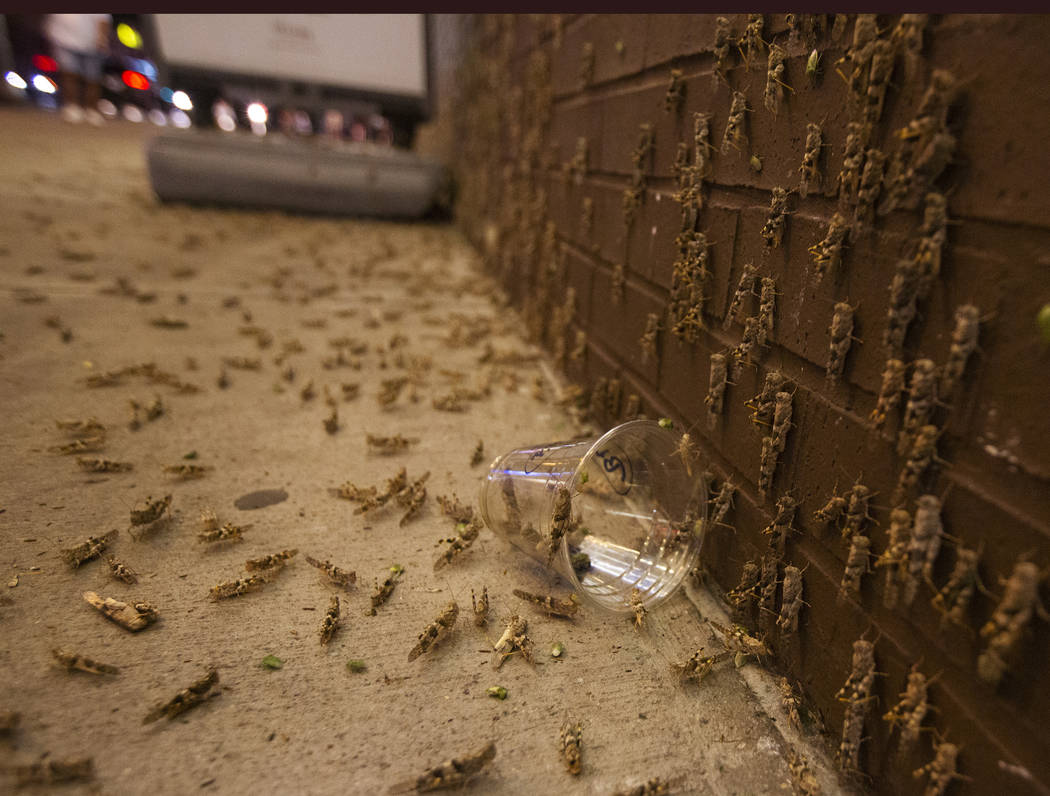 Grasshoppers outside the El Cortez on Sunday, July 28, 2019 in Las Vegas. (Michael Blackshire/L ...