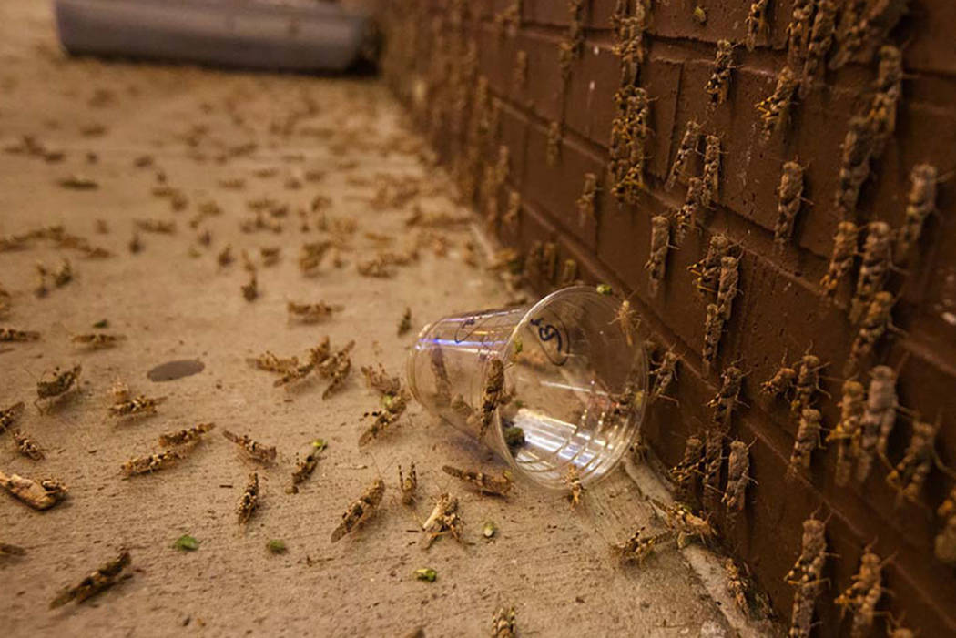 Grasshoppers are seen outside the El Cortez on Sunday, July 28, 2019 in Las Vegas. (Michael Bla ...