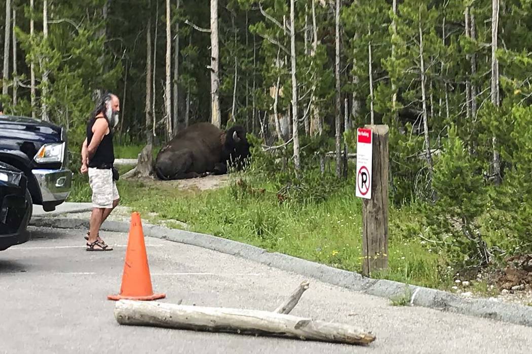 A tourist walks in a parking lot near a bison, right, July 15, 2019, in Grand Canyon of Yellows ...