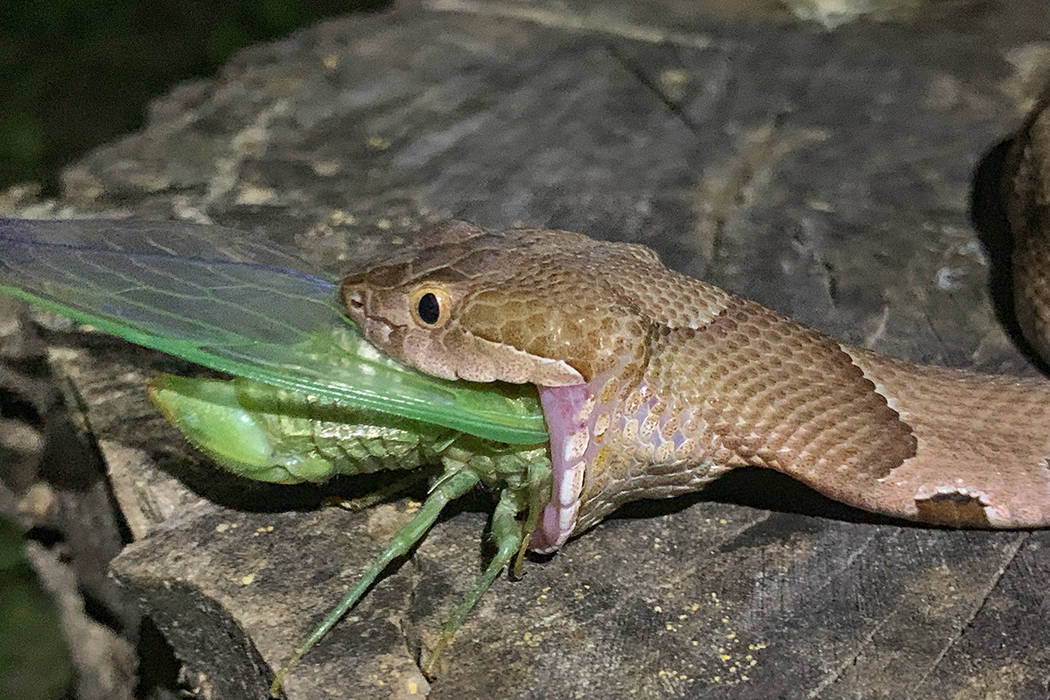 This July 17, 2019 photo provided by Charlton McDaniel of Fort Smith, Ark., shows a copperhead ...