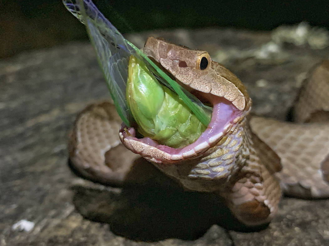 This July 17, 2019 photo provided by Charlton McDaniel of Fort Smith, Ark., shows a copperhead ...