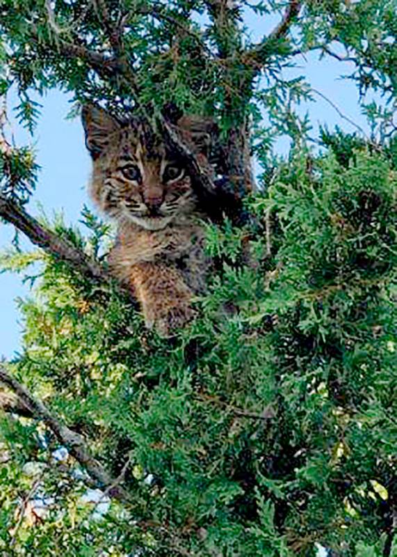 In this Saturday, July 29, 2019 photo provided by the Stratham Police Department, a bobcat sits ...