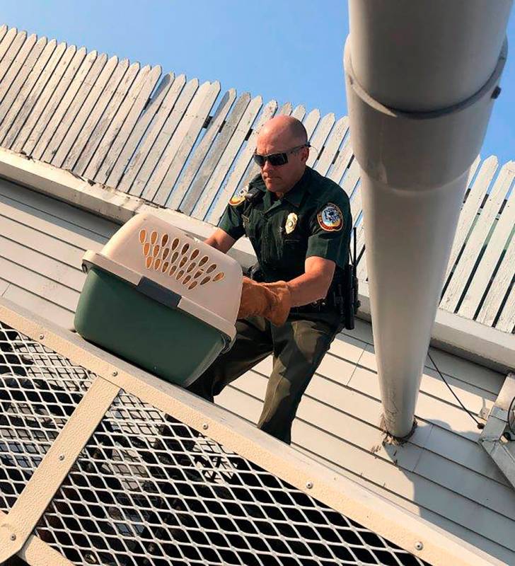 In this Saturday, July 29, 2019 photo provided by the Stratham Police Department, a New Hampshi ...