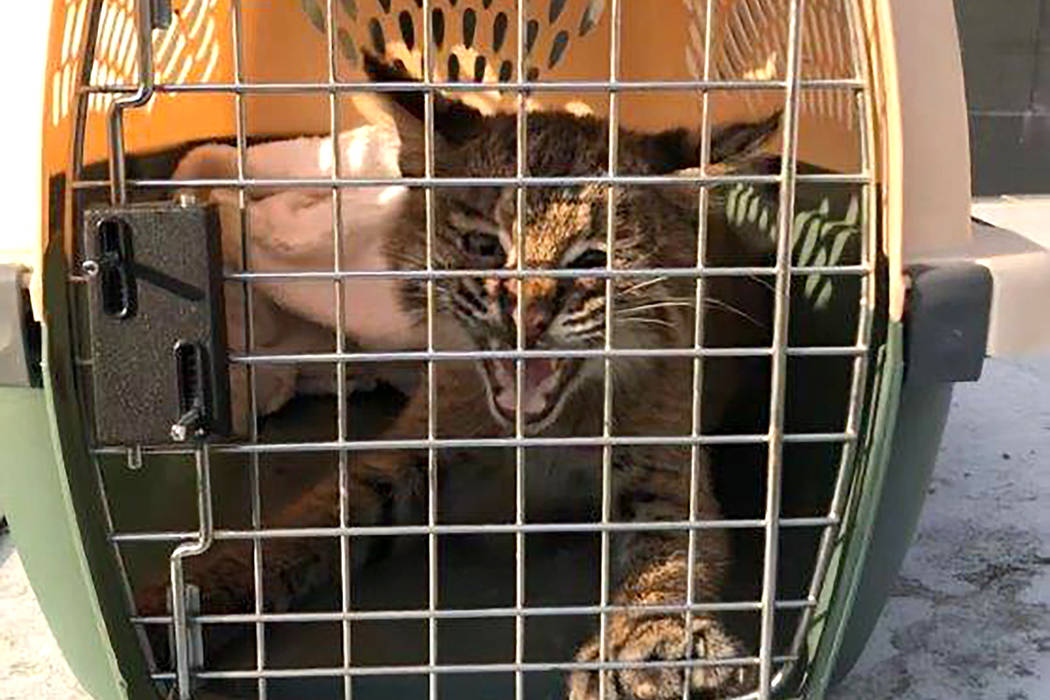 In this Saturday, July 29, 2019 photo provided by the Stratham Police Department, a bobcat rest ...