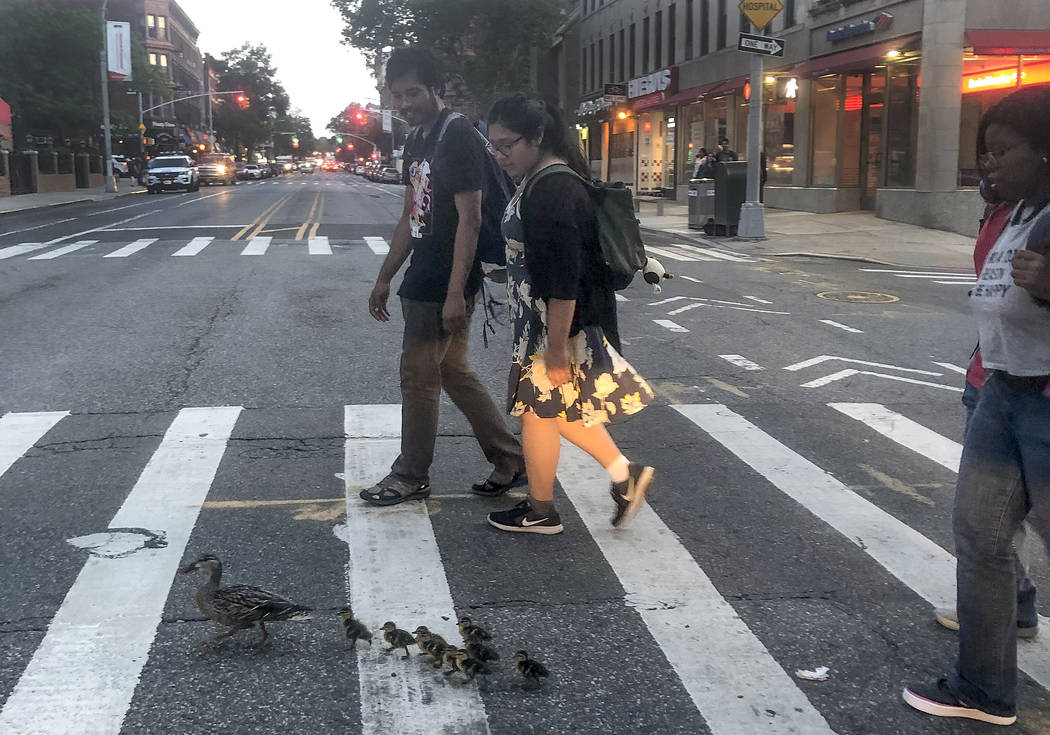 In this Sunday, July 28, 2019 photo provided by Lynn Harris, a mother duck leads her ducklings ...