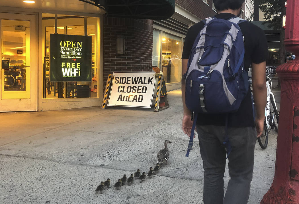 In this Sunday, July 28, 2019 photo provided by Lynn Harris, a mother duck leads her ducklings ...