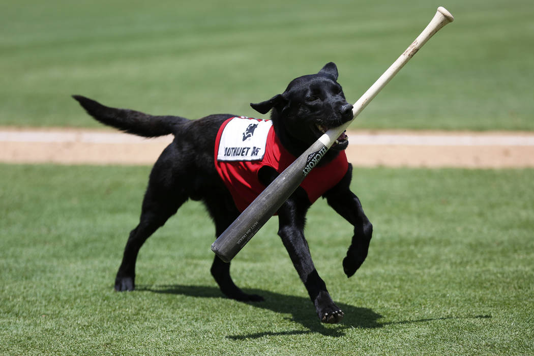 Las Vegas 51s bat dog Finn carries a bat during a game against the Albuquerque Isotopes at Cash ...