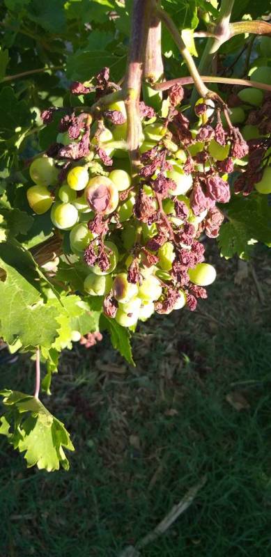 Spring rains caused diseases like bunch rot on grapes to occur when it has been rare here in th ...