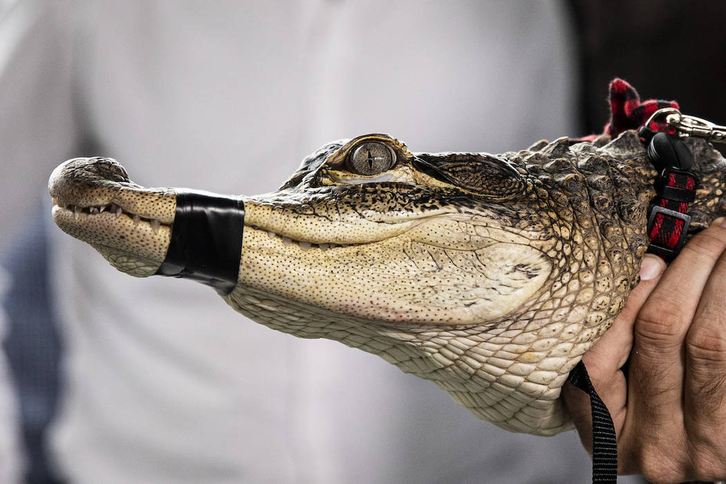 In this July 16, 2019 file photo, Florida alligator expert Frank Robb holds an alligator during ...