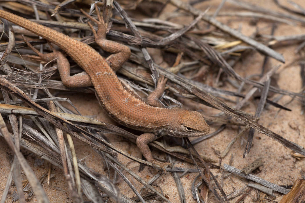 FILE - This May 1, 2015, file photo shows a Dunes Sagebrush lizard in N.M. The small lizard nat ...