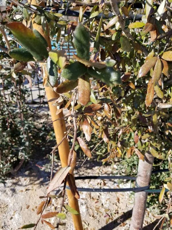 The easiest way to get rid of apids on this oak tree is to drench the soil beneath the tree wit ...