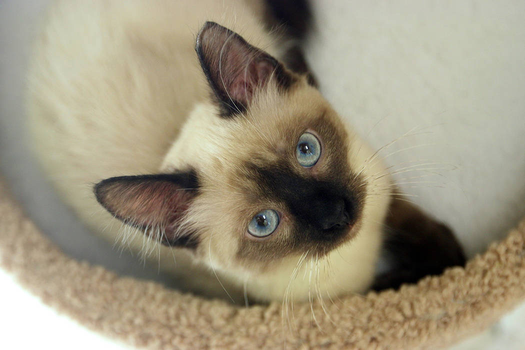 Las Vegas welcomed Rescued Treasures – currently Nevada’s only cat cafe – as they opened ...