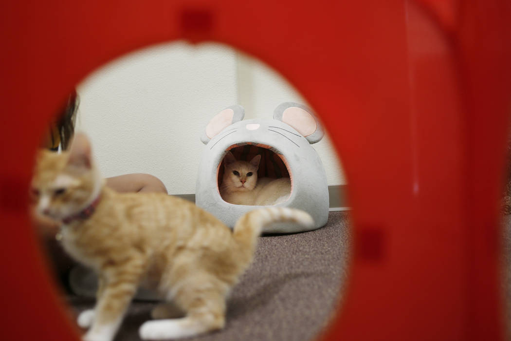 Adoptable kittens play at the Rescued Treasures Cat Cafe, Tuesday, Aug. 6, 2019, in Las Vegas. ...