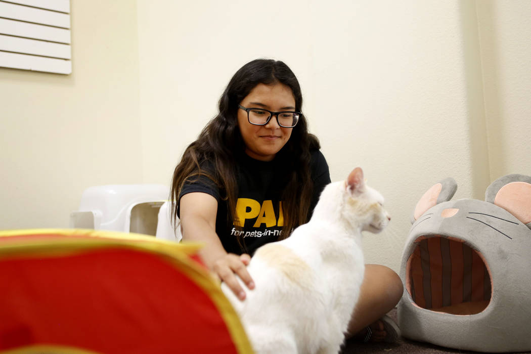 Anaisa Maestas, 13, plays with an adoptable cat at the Rescued Treasures Cat Cafe, Tuesday, Aug ...