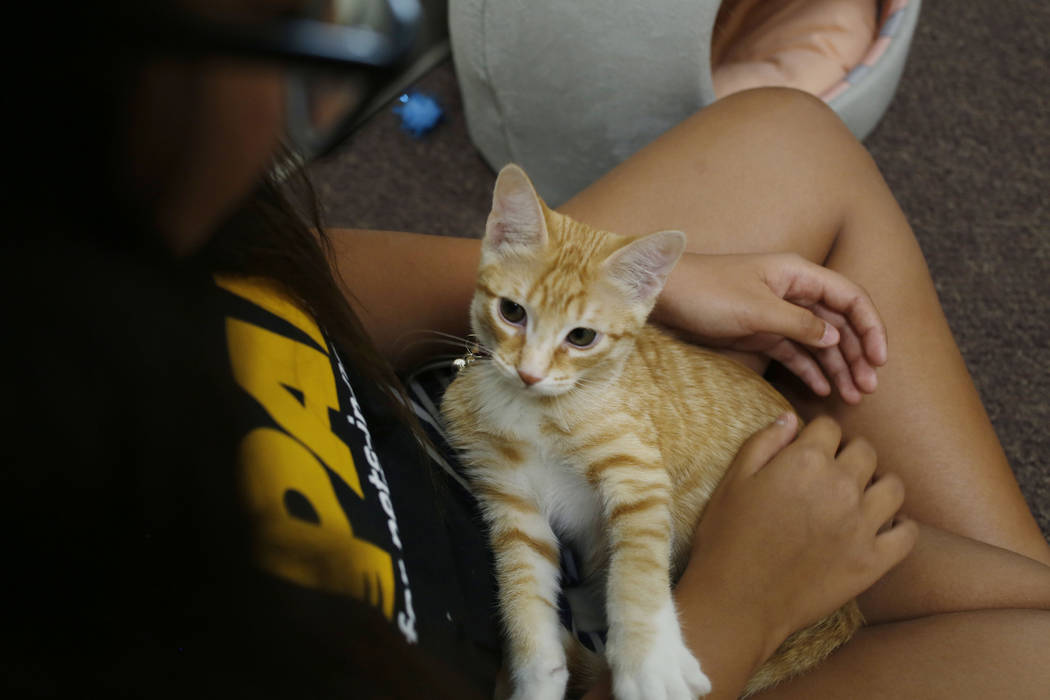 Anaisa Maestas, 13, plays with an adoptable kitten at the Rescued Treasures Cat Cafe, Tuesday, ...
