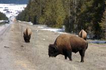 Bison graze along a state highway near West Yellowstone, Mont., in 2014. (AP Photo/Matthew Brown)