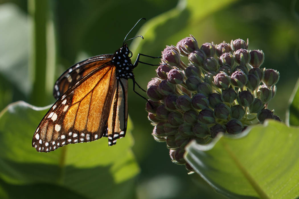 A monarch butterfly perches on milkweed at the Patuxent Wildlife Research Center in Laurel, Md. ...