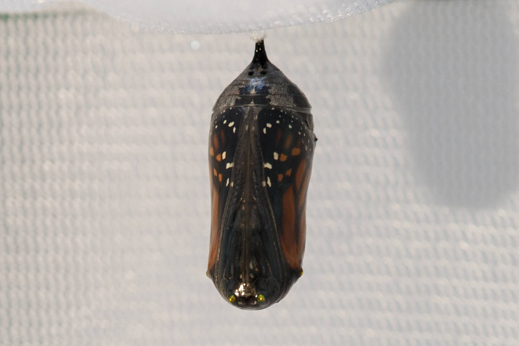 A monarch butterfly wing pattern is seen through the transparent chrysalis in Washington, Sunda ...