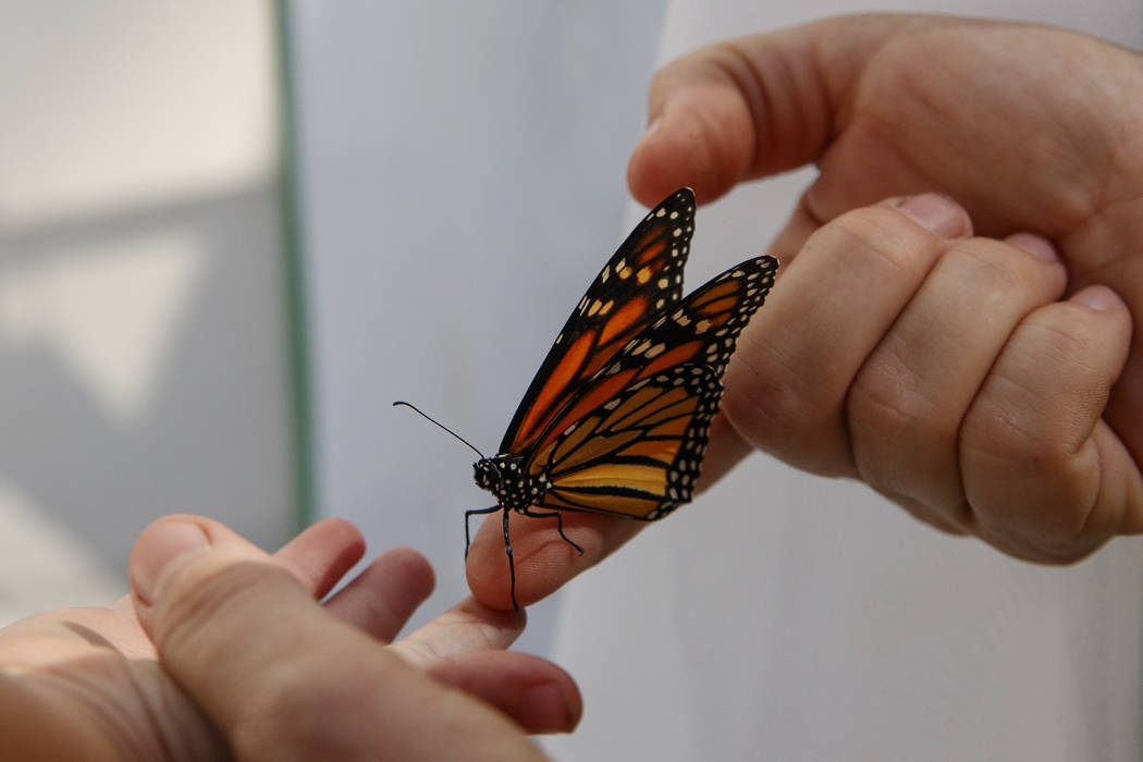 Laura Moore directs a fresh new monarch butterfly from her finger to her 3-year-old neighbor Th ...