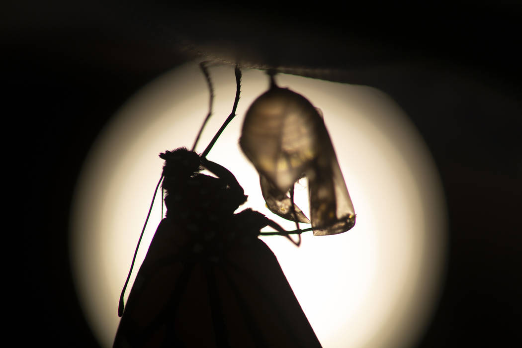 A monarch butterfly is silhouetted suspended near its empty chrysalis soon after emerging in Wa ...