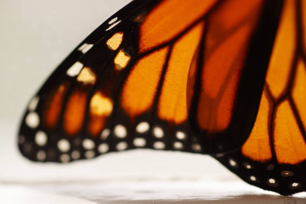 This photo shows a monarch butterfly wing soon after it emerged in Washington, Sunday, June 2, ...