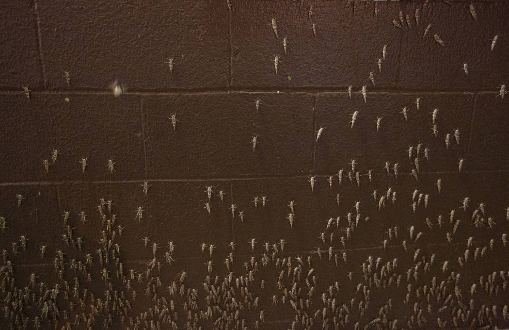 Grasshoppers outside the El Cortez on Sunday, July 28, 2019 in Las Vegas. (Michael Blackshire/L ...