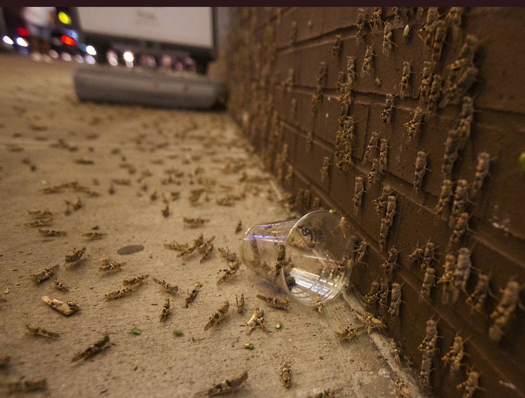 Grasshoppers outside the El Cortez in downtown Las Vegas on July 28, 2019. (Michael Blackshire/ ...