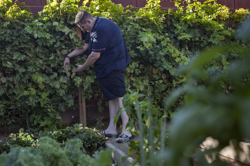 Matt Silverman, chef for HEXX Kitchen + Bar, pulls off grapes in his garden at his home in Las ...