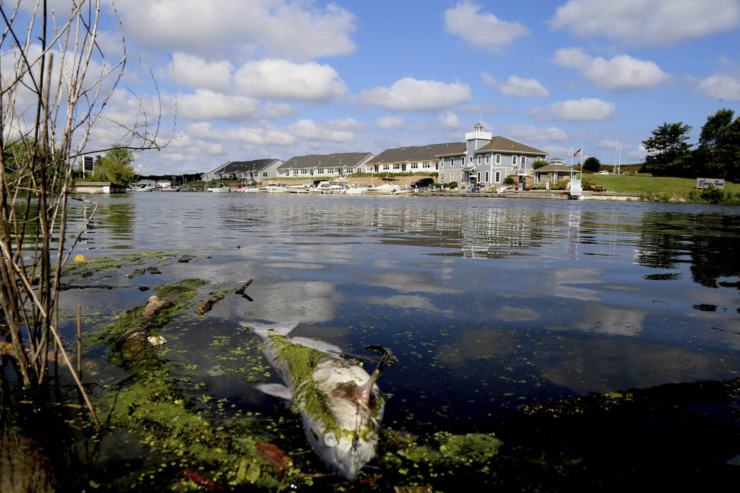 In this Thursday, Aug. 15, 2019, photo a dead catfish floats along the bank of the Burns Ditch ...