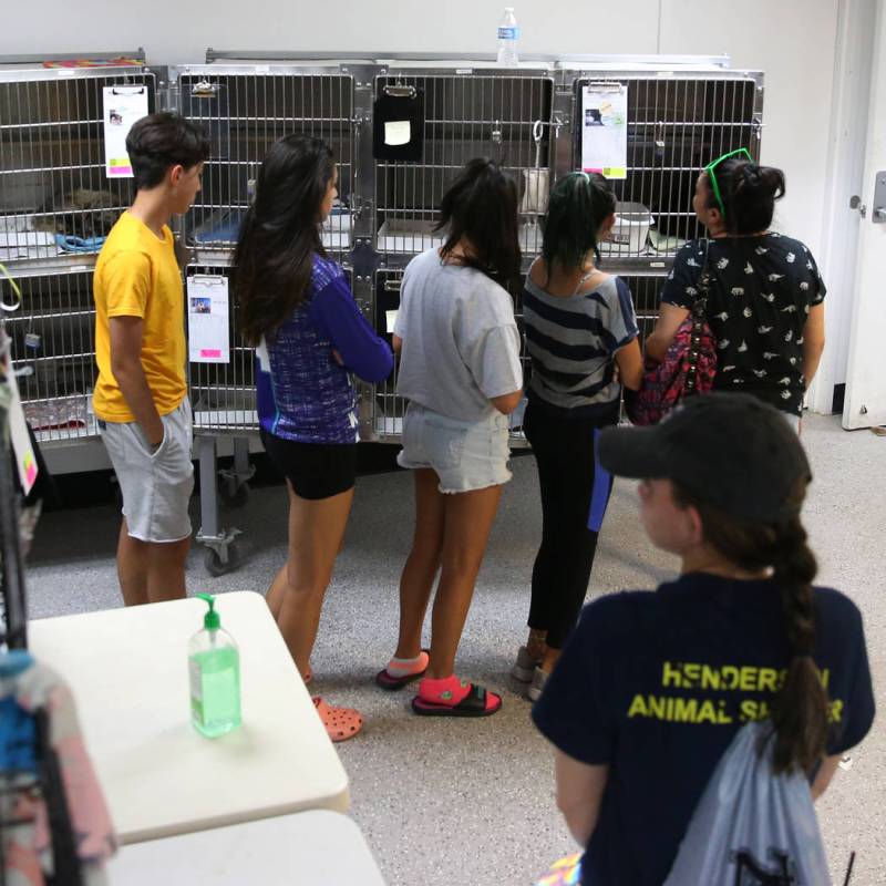 People look at cats for adoption during the Clear the Shelters event at the City of Henderson A ...