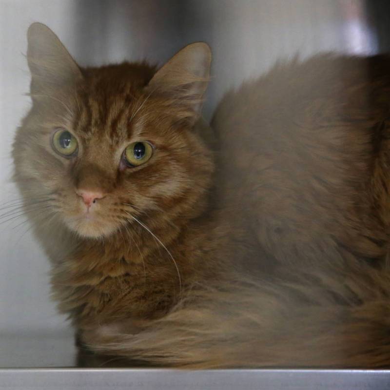 A cat looks from a kennel during the Clear the Shelters event at the City of Henderson Animal C ...