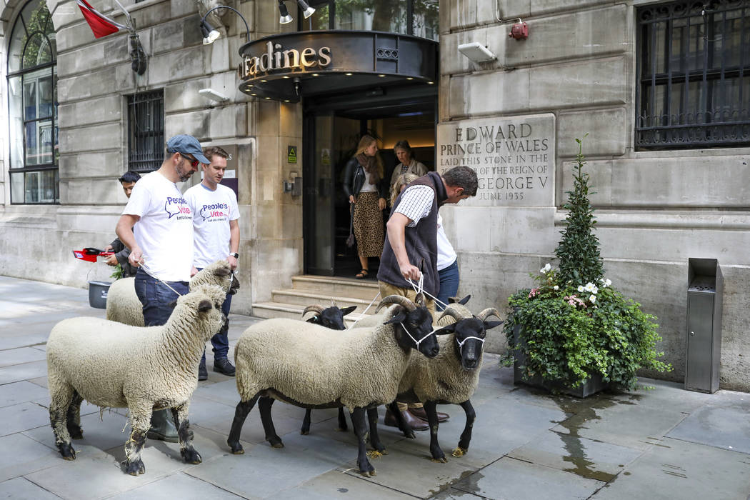 Demonstrators walk a flock of sheep through the streets as part of a protest against Brexit, in ...