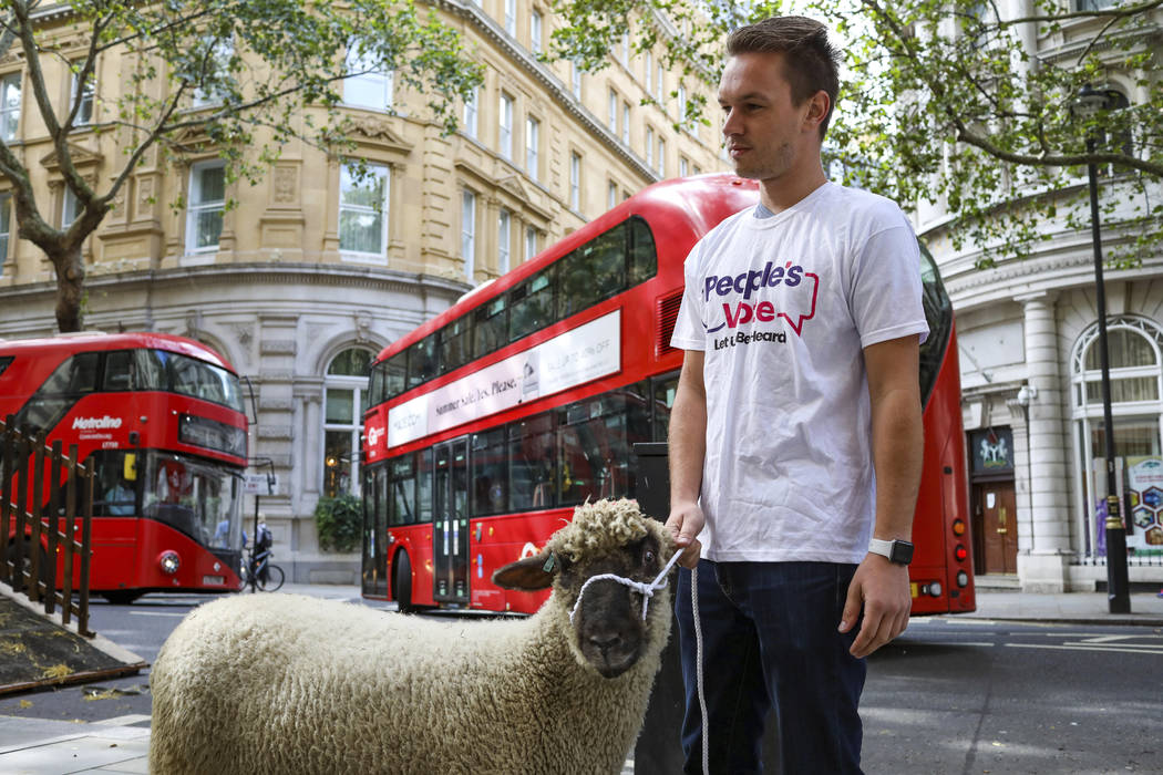 Demonstrators walk a flock of sheep through the streets as part of a protest against Brexit, in ...