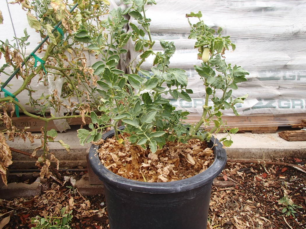 Tomato plants stop setting fruit when daytime air temperatures are in the mid-90s or above. (Bo ...