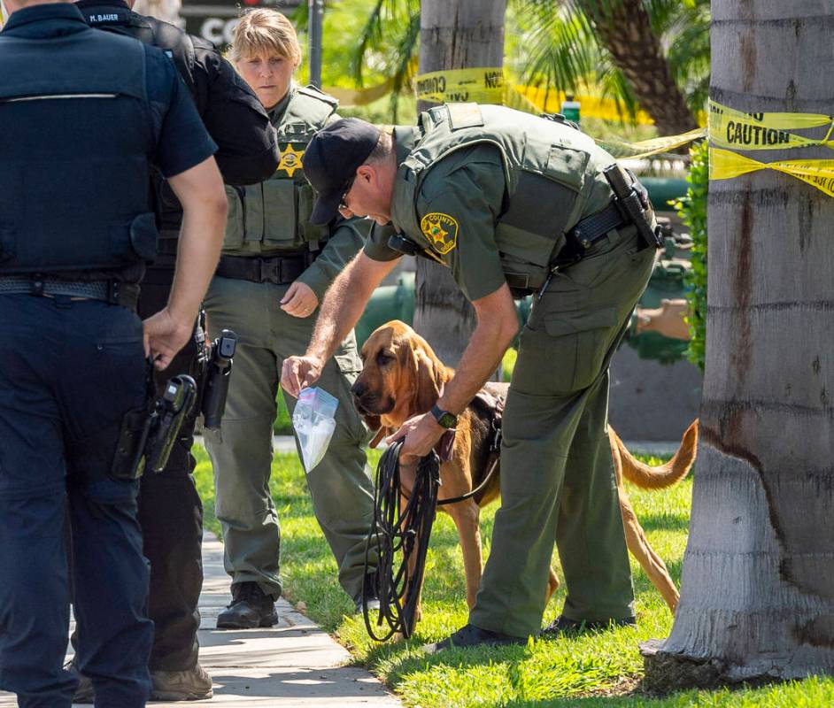 Police use a bloodhound while searching for a suspect that stabbed to death a retired Cal State ...