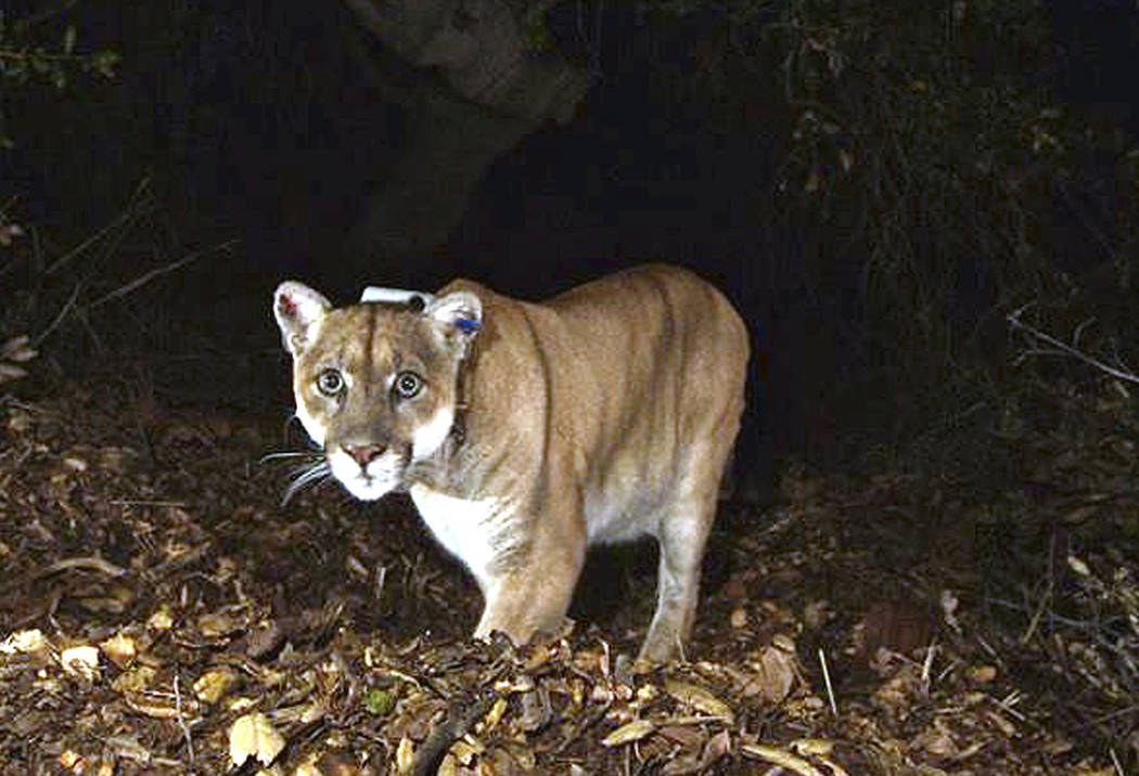 A November 2014, file photo provided by the U.S. National Park Service shows a mountain lion kn ...