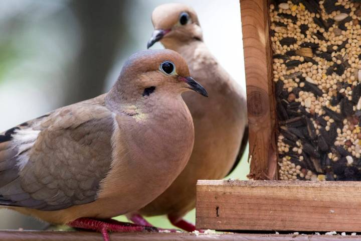 Couple of Mourning Doves find a handy cedar bird feeder on the railing of a deck. (Thinkstock)