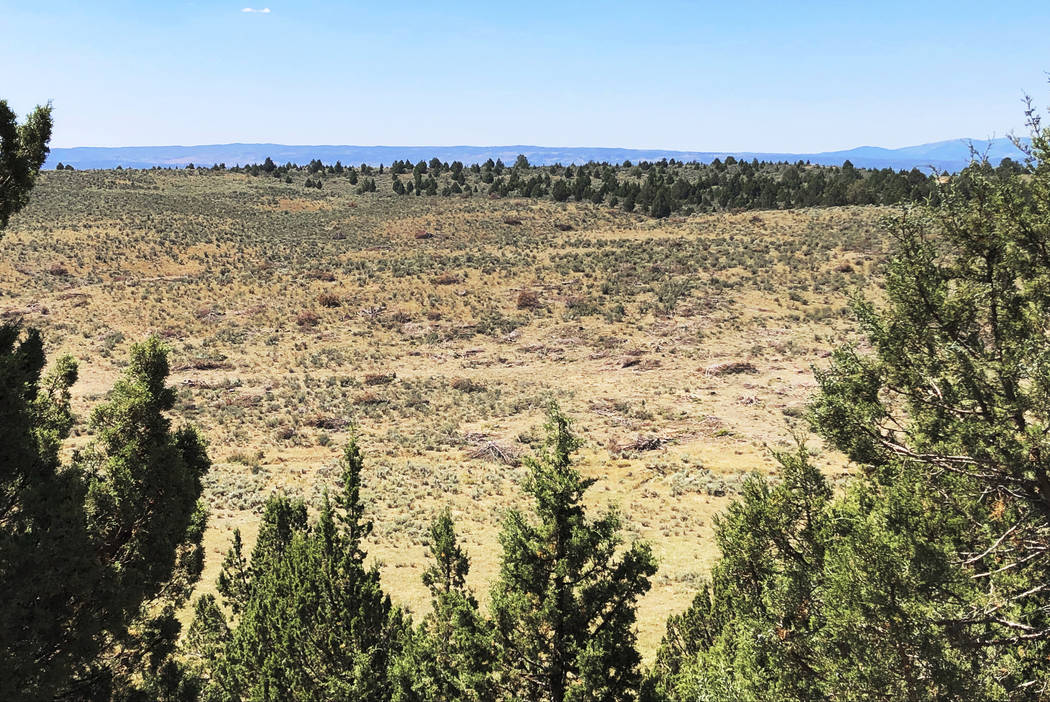 This Aug. 15, 2019 photo shows dozens of juniper trees cut down as part of a giant project to r ...