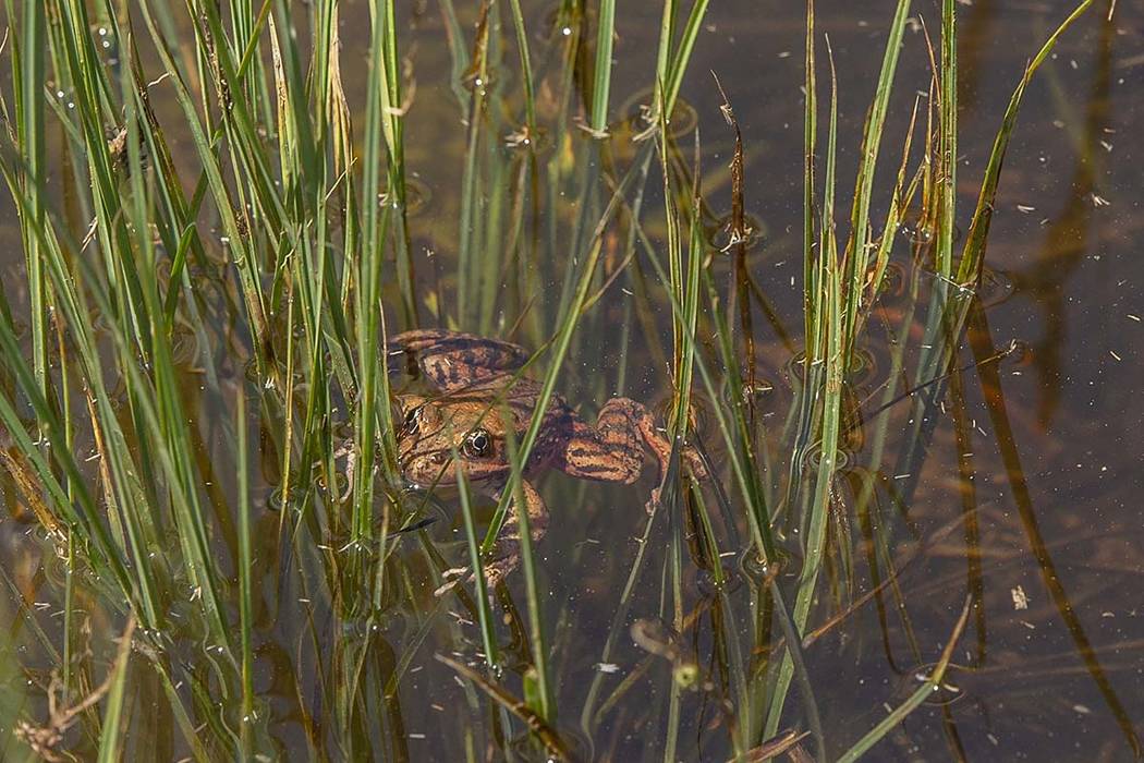 FILE - This May 3, 2019, file photo, provided by the National Park Service shows a close-up ima ...