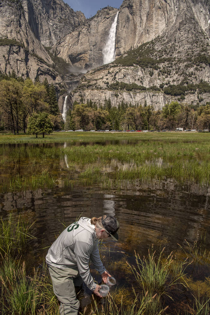 FILE - In this May 3, 2019, file photo, provided by the National Park Service, Yosemite Nationa ...