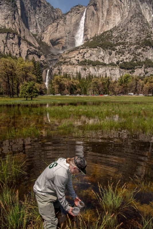 FILE - In this May 3, 2019, file photo, provided by the National Park Service, Yosemite Nationa ...