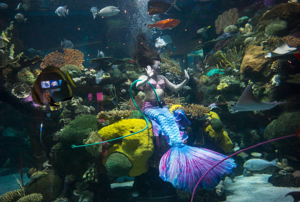 McKenzie Kawano, who works as a mermaid at the aquarium at the Silverton, entertains guests in ...
