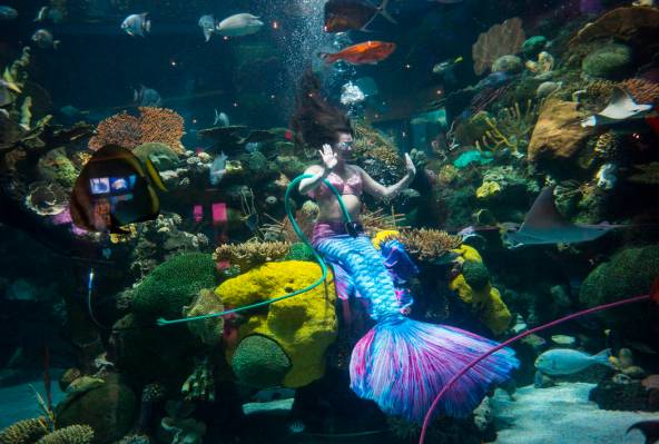 McKenzie Kawano, who works as a mermaid at the aquarium at the Silverton, entertains guests in ...